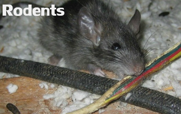 Roof rat caught during a rodent removal service call