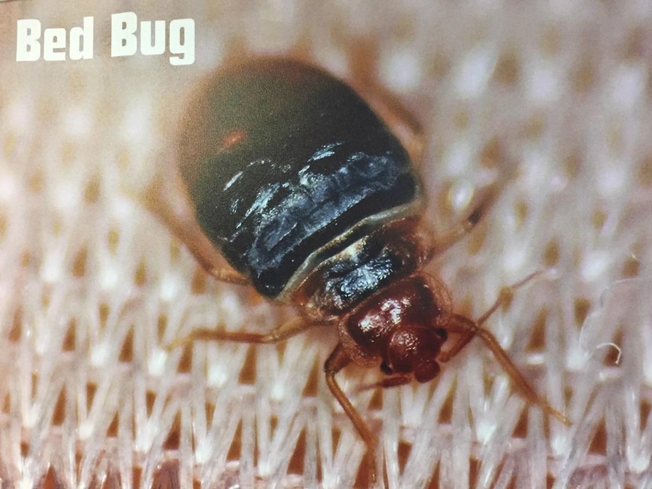 Bed bug close-up from a treatment inspection