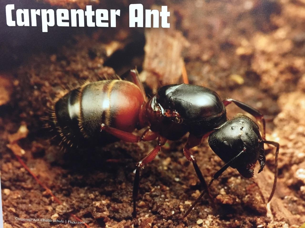 Carpenter ant treatment at a commercial property