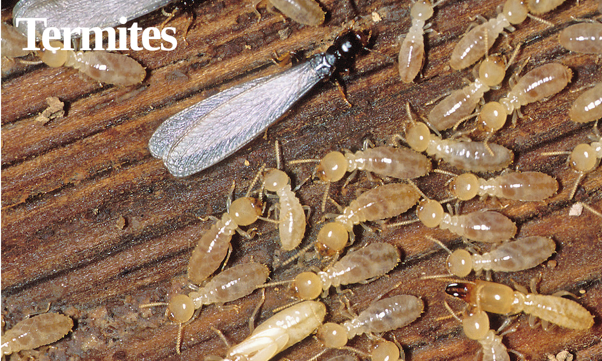 Drywood termite damage in a Southwest Florida home