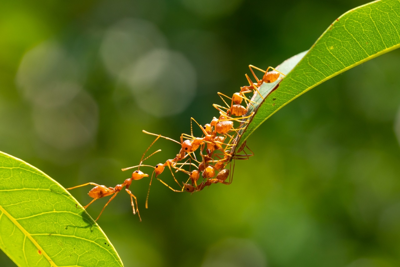 Ants trailing across a leaf