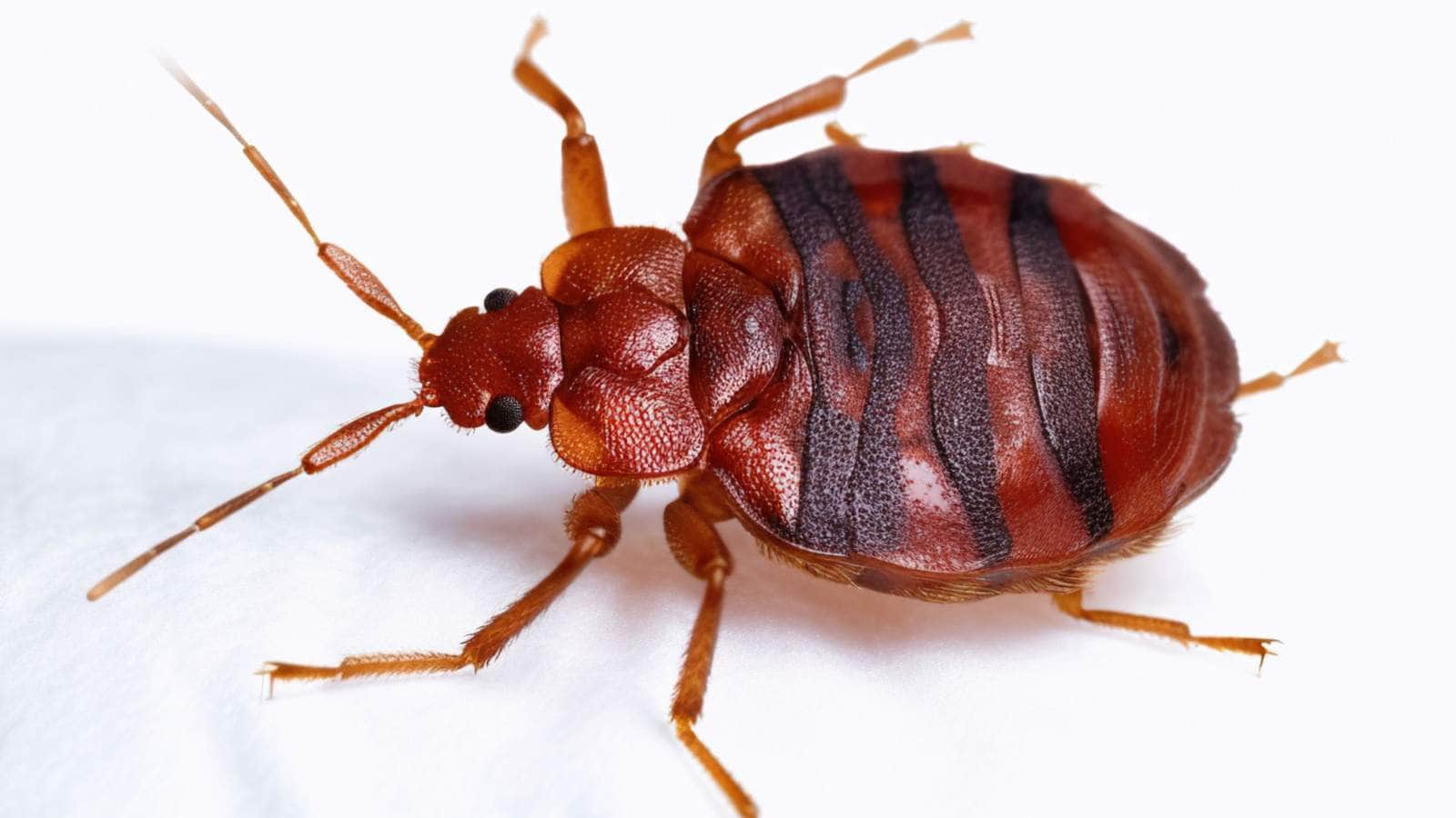Bed bug on white bedding