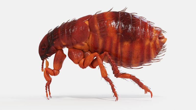 Flea on light fur
