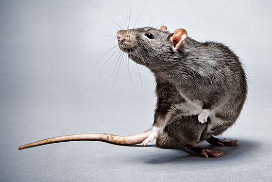 Roof rat standing in profile