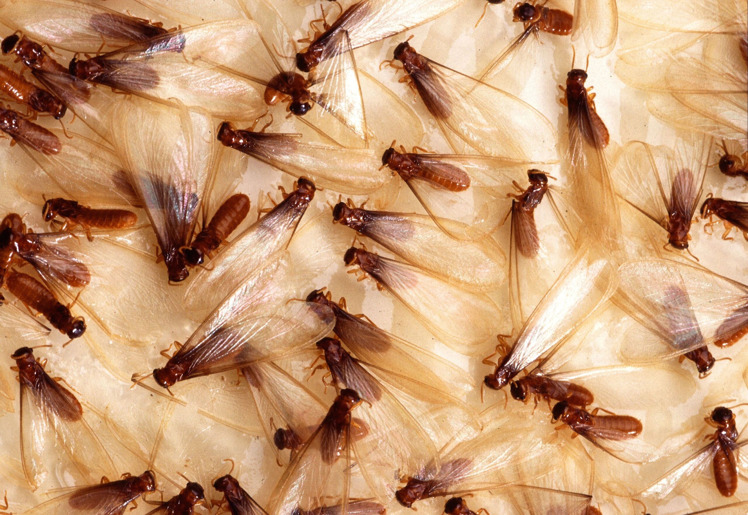 Termites crawling over damp wood